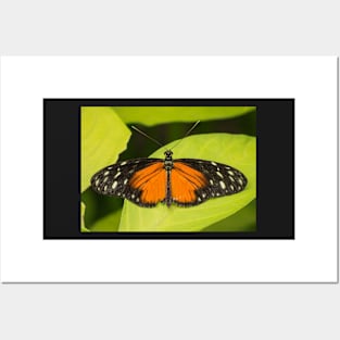 Orange, black and white butterfly Posters and Art